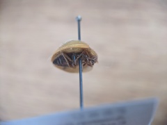 Nilioninae