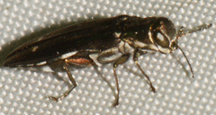 Agrilus obsoletoguttatus