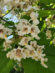 Catalpa speciosa
