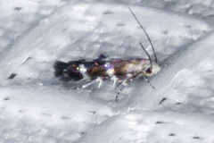 Nepticuloidea