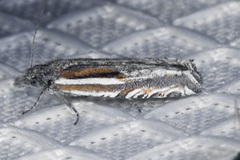 Eucosma striatana