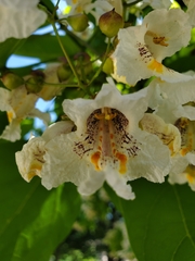 Catalpa speciosa