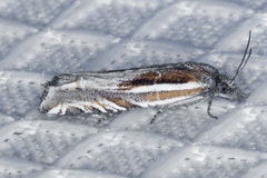 Eucosma striatana