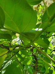 Catalpa speciosa