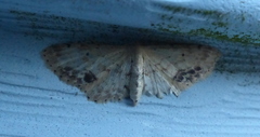 Scopula cacuminaria