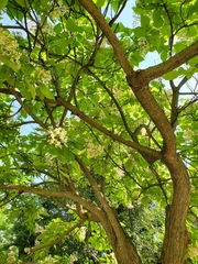Catalpa speciosa