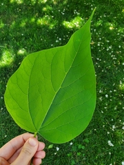 Catalpa speciosa
