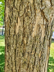 Catalpa speciosa
