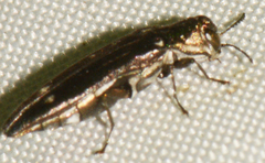 Agrilus obsoletoguttatus