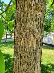 Catalpa speciosa