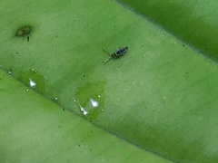 Entomobrya atrocincta