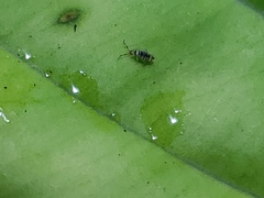 Entomobrya atrocincta