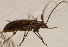 Capnochroa fuliginosa