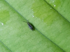 Entomobrya atrocincta