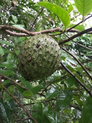 Annona montana
