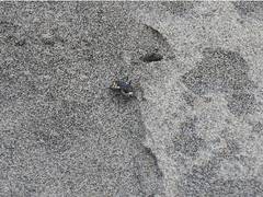 Cicindela latesignata