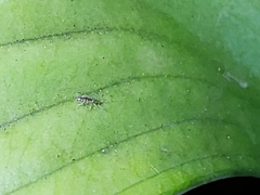 Entomobrya atrocincta