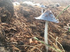 Coprinopsis cinerea