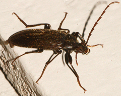 Capnochroa fuliginosa