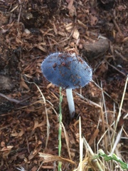Coprinopsis cinerea
