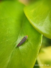 Graphocephala idonea