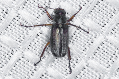 Dichelonyx pusilla