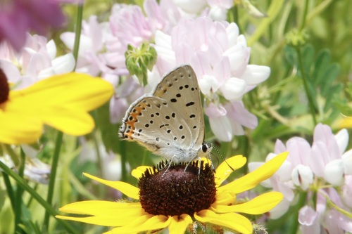 Gray Copper