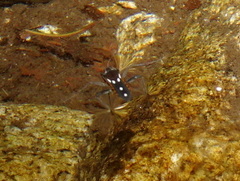 Plesiovelia