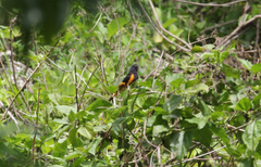 Setophaga ruticilla