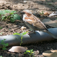 Passer domesticus