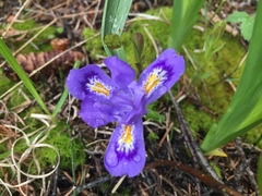 Iris lacustris