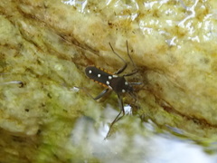 Plesiovelia
