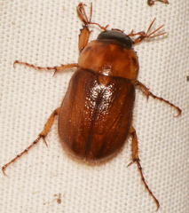 Cyclocephala borealis