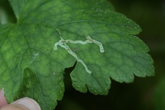 Phytomyza tiarellae