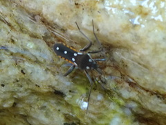 Plesiovelia