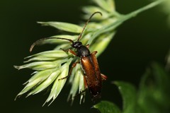 Alosterna tabacicolor