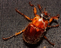 Cyclocephala borealis