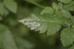 Phytomyza spondylii group