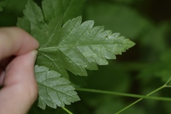 Phytomyza spondylii group