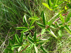 Rubus serissimus