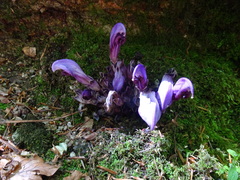 Lathraea clandestina
