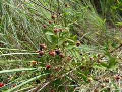 Rubus serissimus