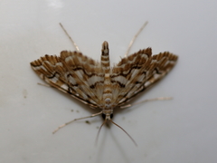 Elophila icciusalis
