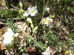 Cistus umbellatus