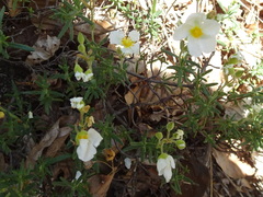 Cistus umbellatus