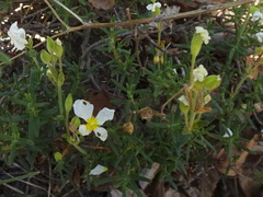 Cistus umbellatus