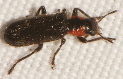 Placopterus thoracicus