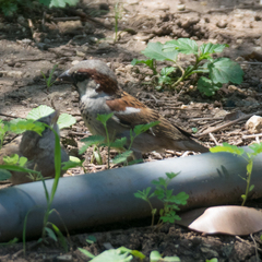 Passer domesticus