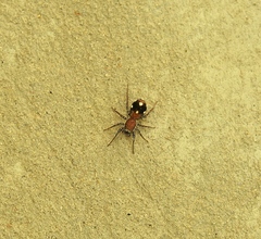 Coenoptychus pulcher