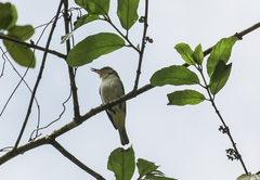 Vireo altiloquus